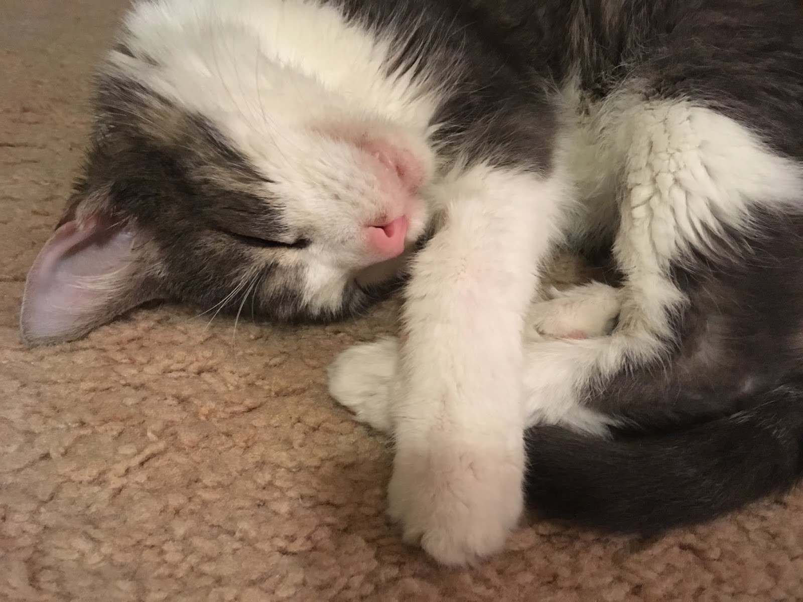 It's all about the cats! A hard sleeper