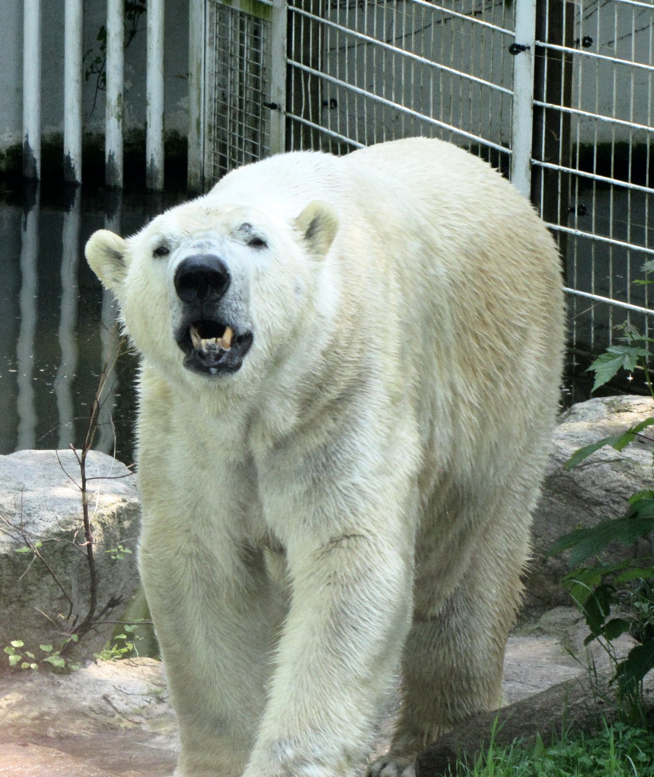 My Polar Bear Friends and of Polar Bears: Neumünster spotlights the plight of zoos