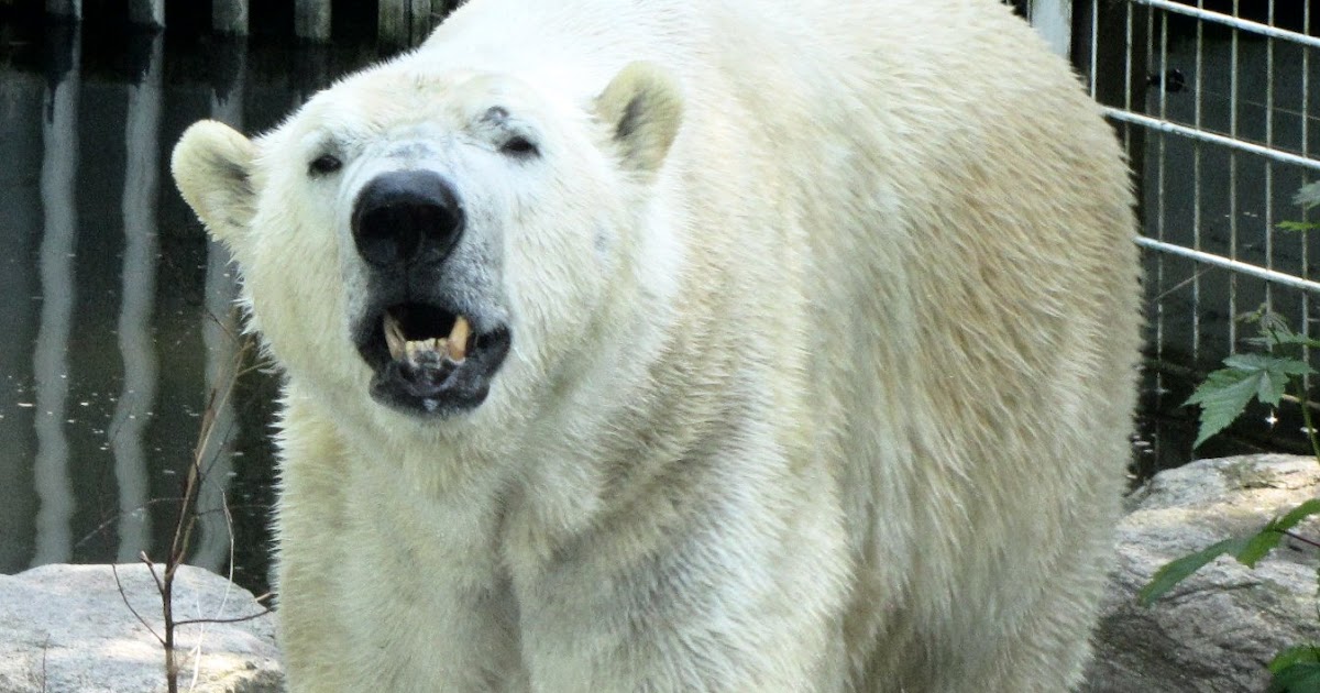My Polar Bear Friends and of Polar Bears: Neumünster spotlights the plight of zoos