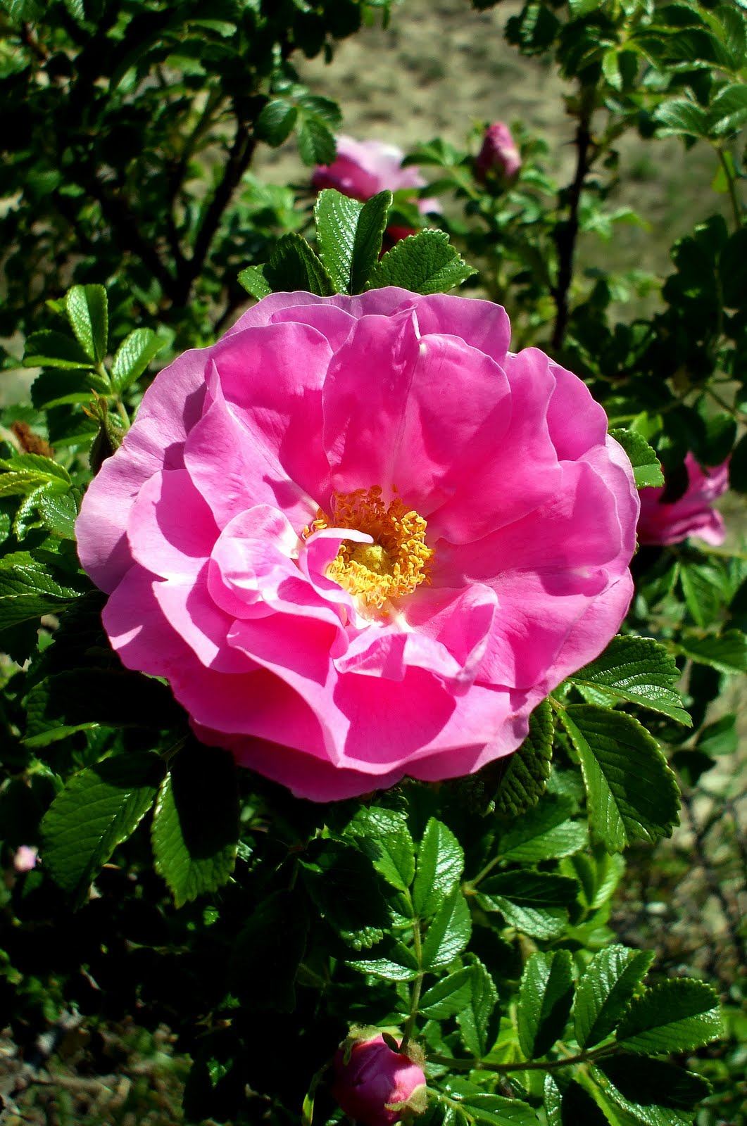 A Rose in the Garden: Rugosa Rose on the Lake