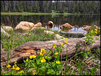 Yellow flowers on the edge of Crystal Lake Uintas