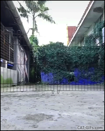 Amazing Cat GIF • Wow! Supercat with his red cape is flying. Impressive high jump! Amazing Cat GIF • Wow! Supercat with his red cape is flying. Impressive high jump!