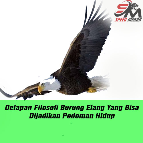 Delapan Filosofi Burung Elang Yang Bisa Dijadikan Pedoman Hidup Speed Medan Delapan Filosofi Burung Elang Yang Bisa Dijadikan Pedoman Hidup Speed Medan