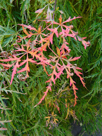 Acer palmatum var. dissectum Waterfall  Japanese maple foliage by garden muses-not another Toronto gardening blog 