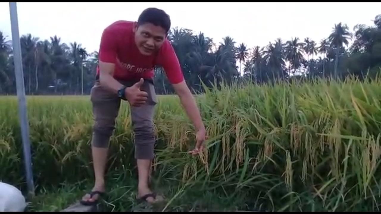 Benih Padi If8 Yang Menuai Polemik Di Aceh Kini Dalam Proses