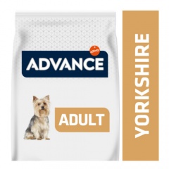 7443 advance yorkshire terrier