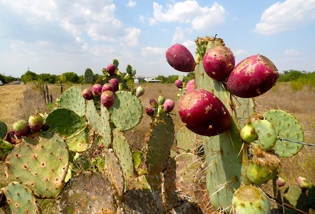 Lo que no sabías sobre el Higo Chumbo y el Nopal