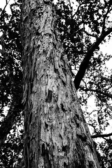 Honua‘ula Forest Reserve Big Island Hawaii trees