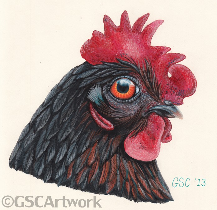 meanie #1 black star hen chicken pet farm animal cartoon caricature drawing painting