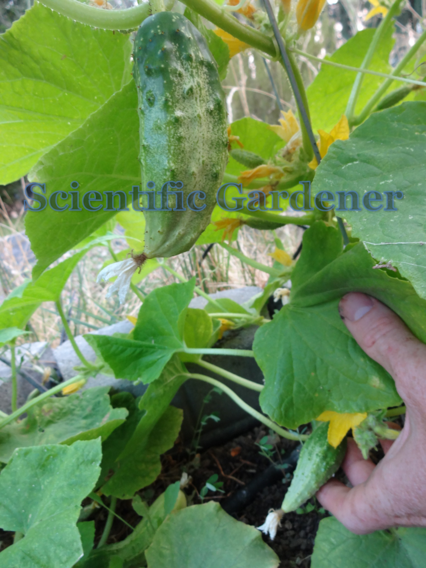 The Scientific Gardener Northern Pickling Cucumber