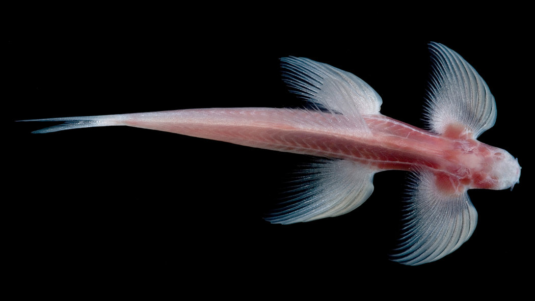 Bensozia Walking Fish And Convergent Evolution bensozia-walking-fish-and-convergent-evolution