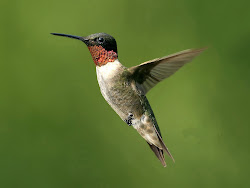 hummingbird flying animal wildlife bee bird native around measuring
