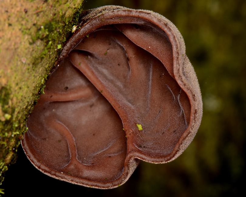 Jelly Ear Fungus