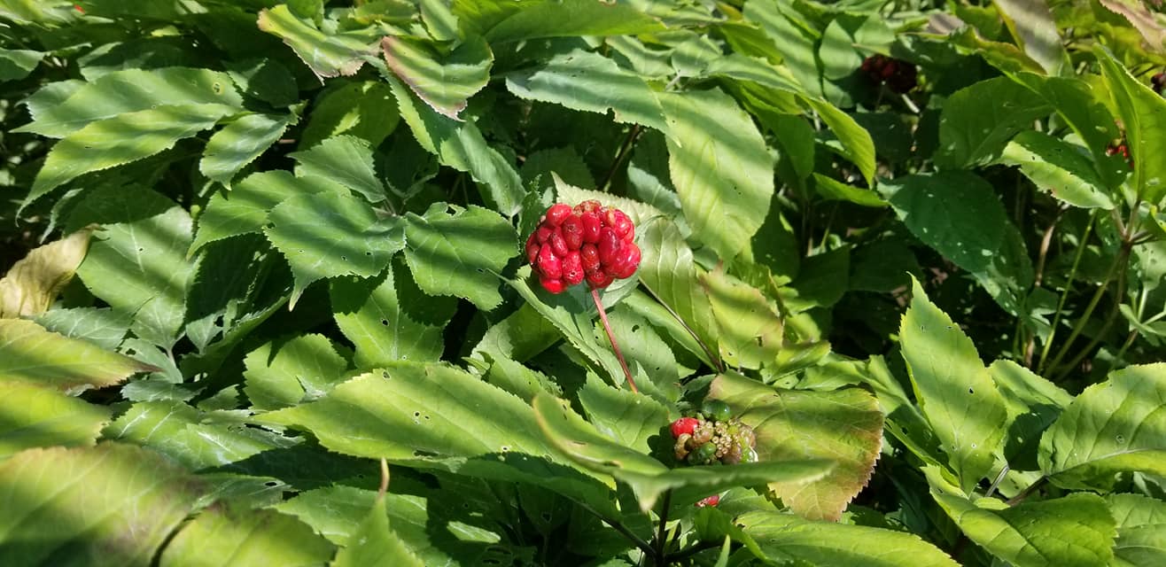 WISCONSIN GINSENG MAGASAM