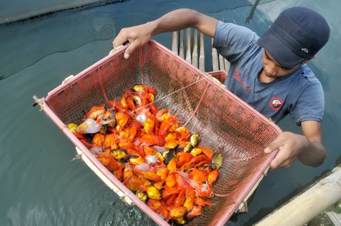 Cara Budidaya Ikan Hias Air Tawar Yang Benar Ikanesia.id
