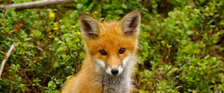 n-RED-FOX-large570.jpg