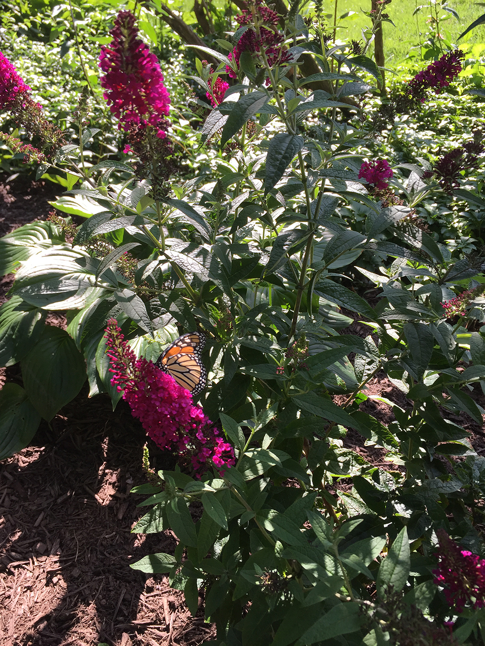 Kaleidoscope Butterfly Bush Size