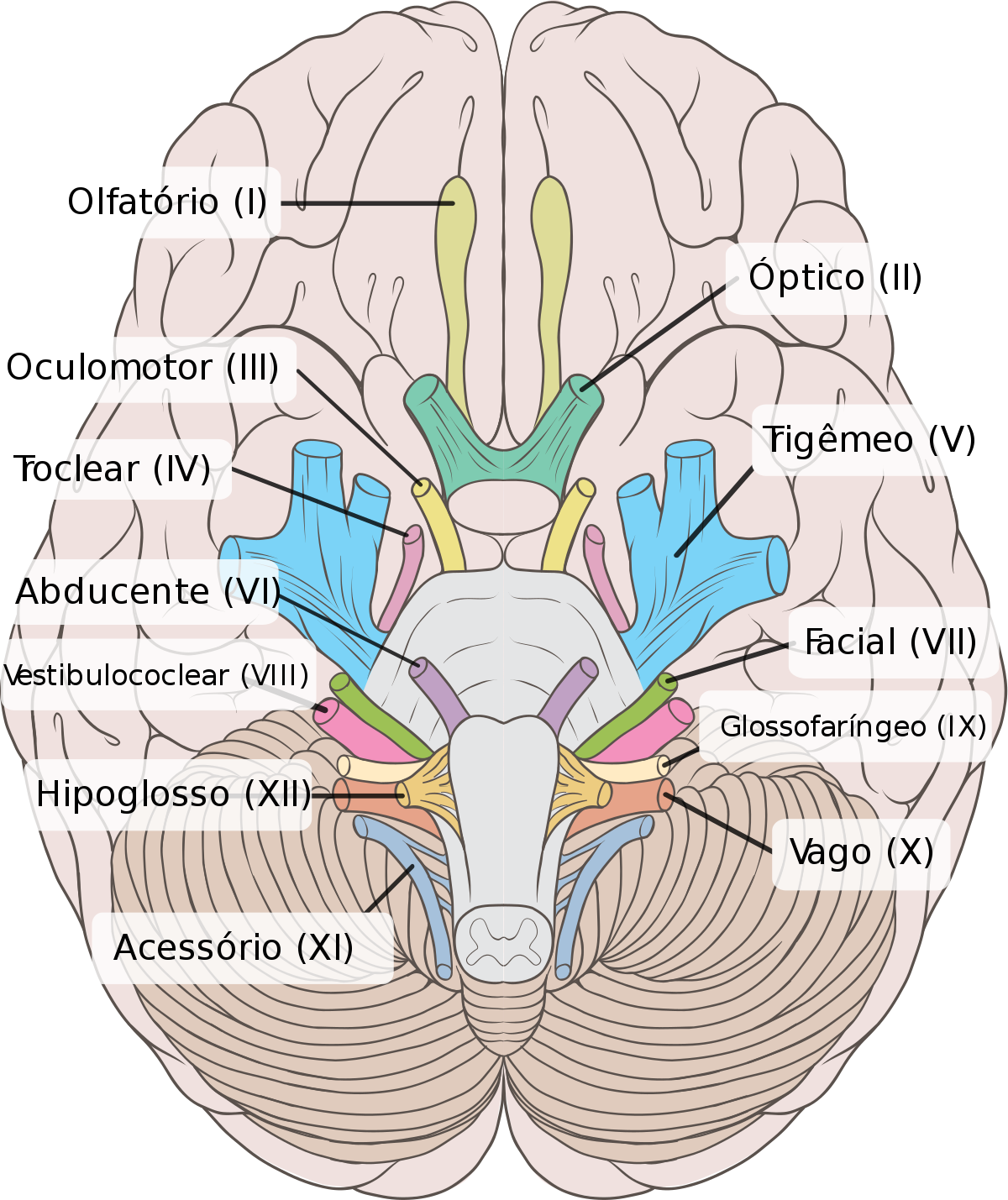 Pares De Nervos Cranianos E Suas Funções Pares De Nervos Cranianos E Suas Funções