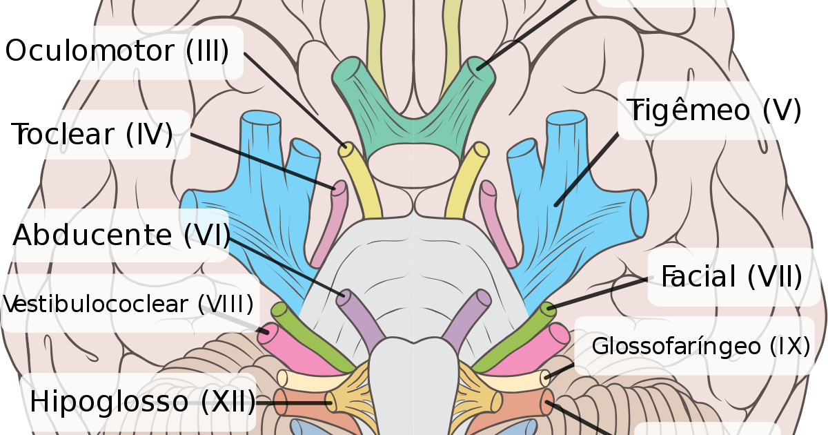 Os 12 Pares de Nervos Cranianos Enfermagem A Ciência e a Arte do Cuidar