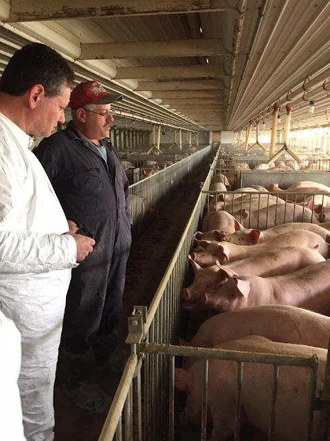 Learning about hog farming with Dave Shoup on Shoup Brothers Farm