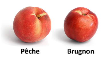 Quelle est la différence entre la pêche et le brugnon