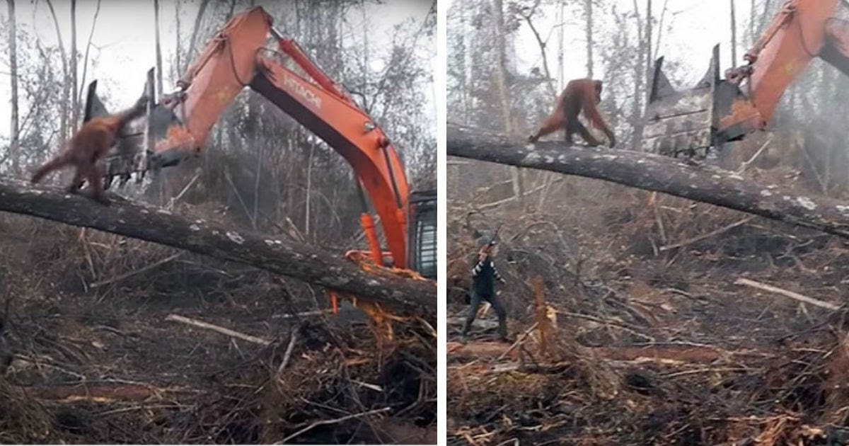 Orangutan Tries To Keep Excavator From Destroying His Home In
