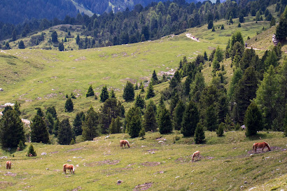 The peaceful meadows of Alpe di Cisles.