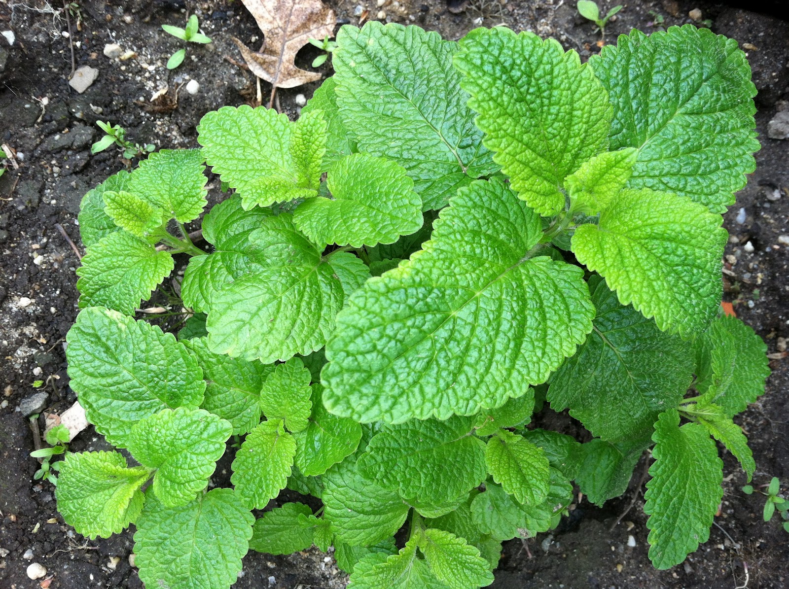 The Healthy Nut: Lemon Balm- Herb of the Week