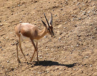 Dorcas gazelle (dişi)