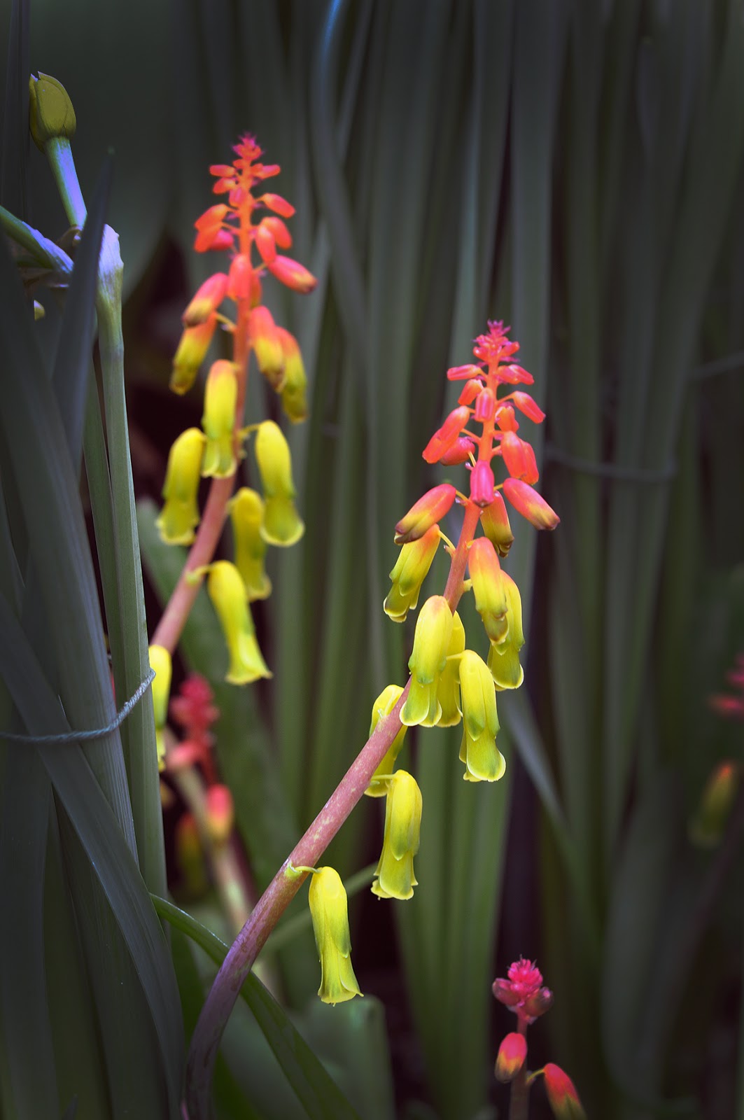Closer Look To Home Smith College Bulb Show