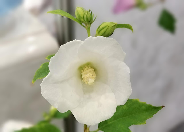 korean-national-flower