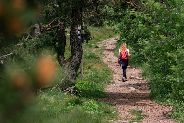 Premiumwanderweg Murgleiter | Etappe 5 von Baiersbronn zum Schliffkopf | Wandern nördlicher Schwarzwald 22