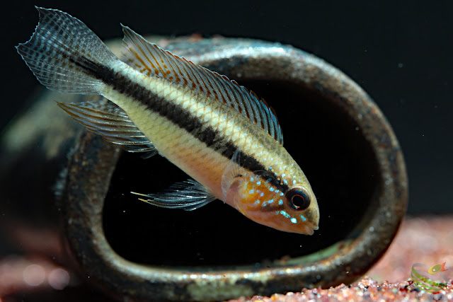 Apistogramma lineata