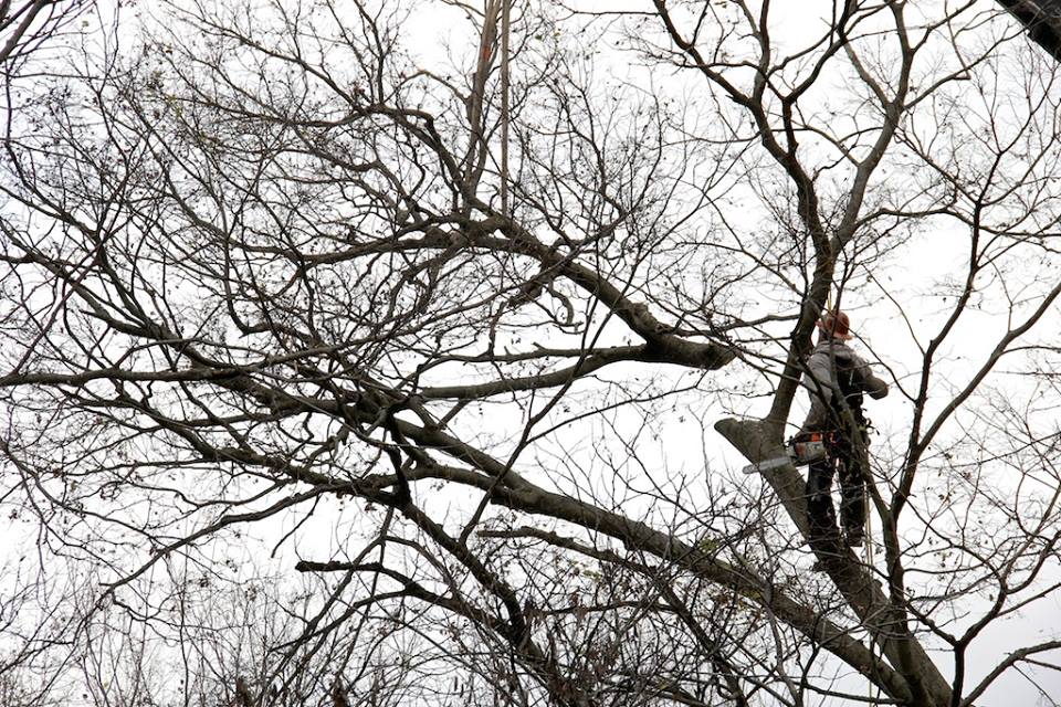 MEC&F Expert Engineers Tree limb kills 25yearold worker employed by