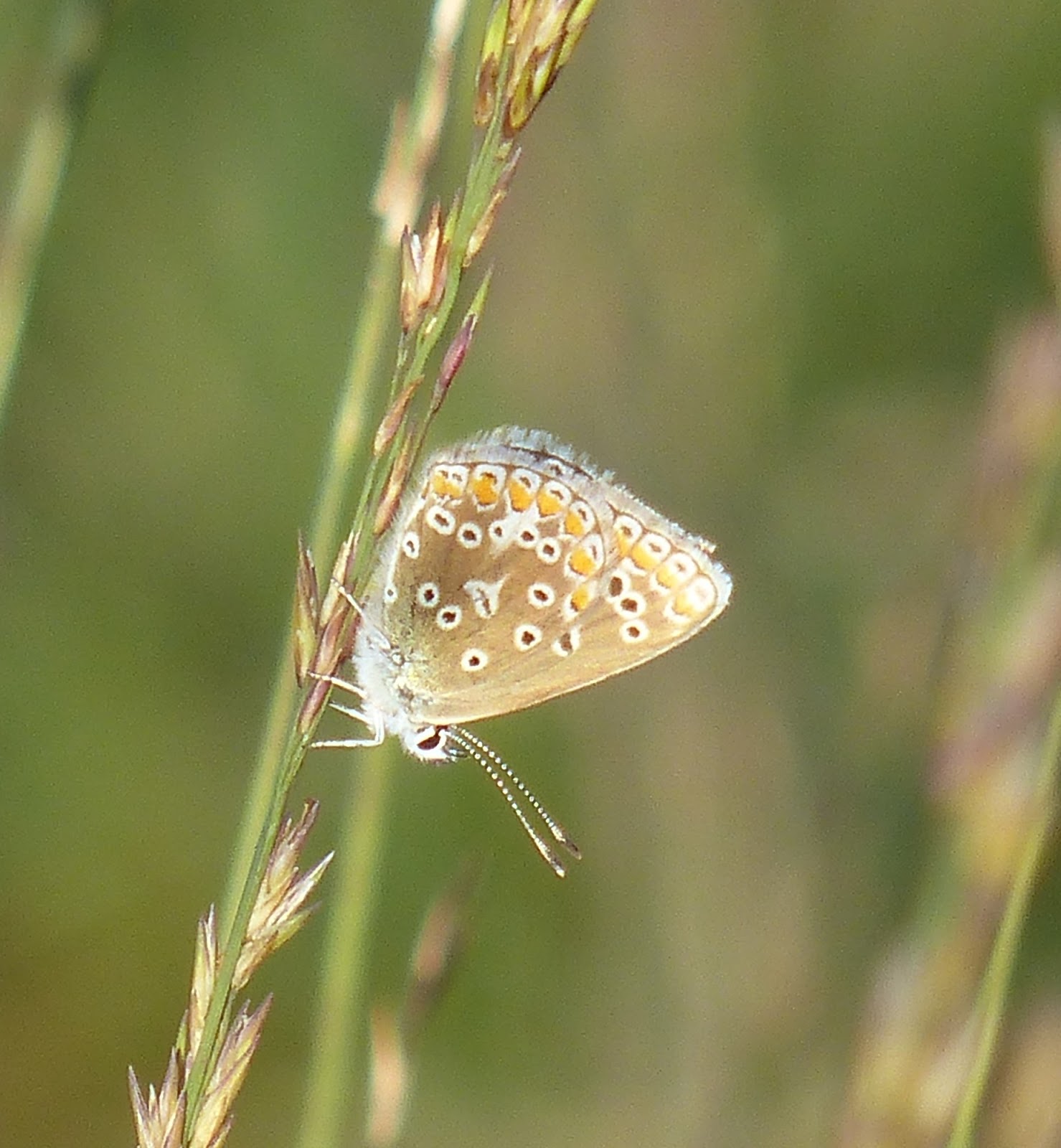 Andrew Cockroft, Birds , Moths and Butterflies Dorset Butterflies