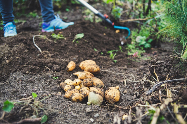 كيفية زراعة البطاطس (البطاطا)