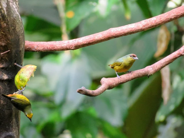 Costa Rica Birds: Olive-backed euphonia