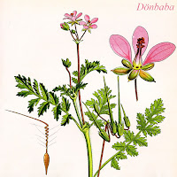 Dönbaba çiçeği bitkisi ve tohumu