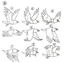 bird reference animation cycle wing cycles sketches animator journey personal flying drawing birds wings references ref fly draw movement anime
