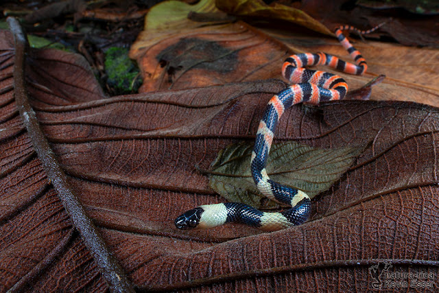 Oxyrhopus petolarius - Forest Flame Snake