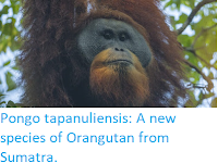https://sciencythoughts.blogspot.com/2017/11/pongo-tapanuliensis-new-species-of.html