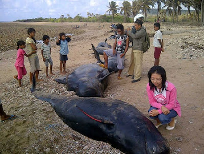 Ikan paus terdampar di Pulau Savu