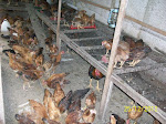 Ayam Kampung