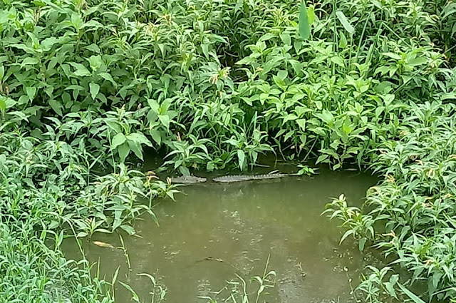 Jacaré surge em rio e toma banho de sol em área urbana de Jacobina