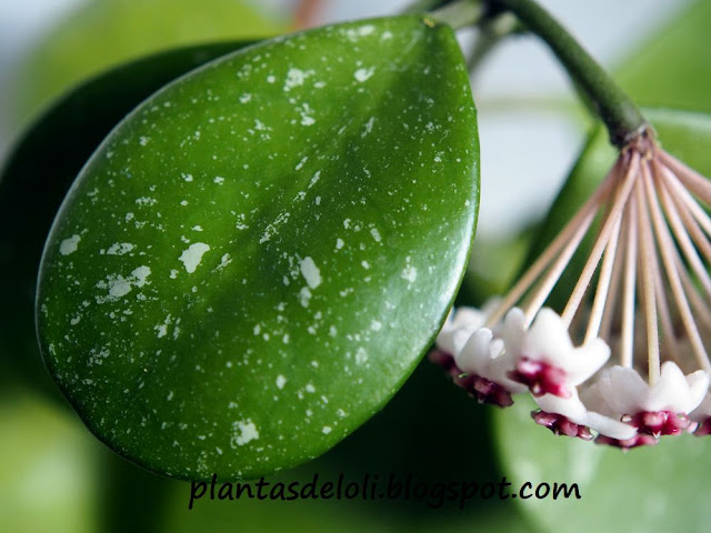 Hoya Obovata