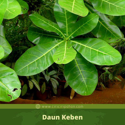 Daun Keben