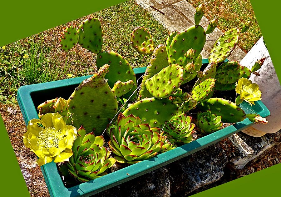 Living the life in SaintAignan Cactus flowers