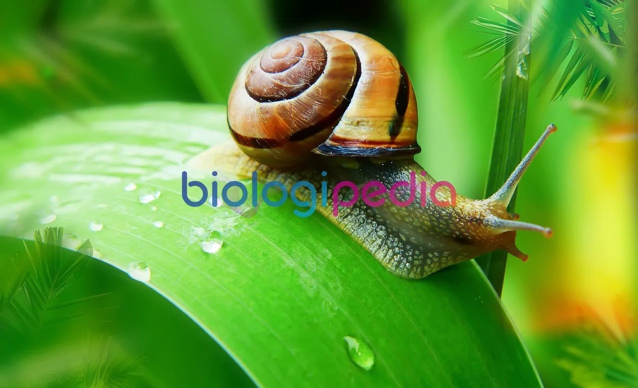 Pengertian, Ciri-ciri, Klasifikasi dan Contoh Hewan Invertebrata Pengertian, Ciri-ciri, Klasifikasi dan Contoh Hewan Invertebrata