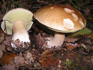 Boletus edulis