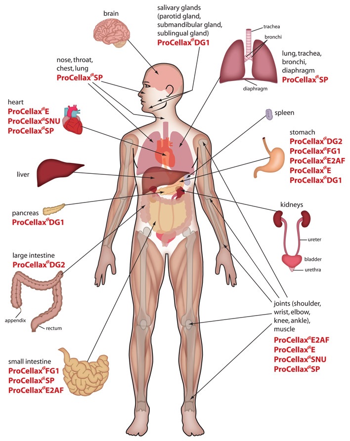 LibbyLangranA2Photography: Diagrams of the human body ...